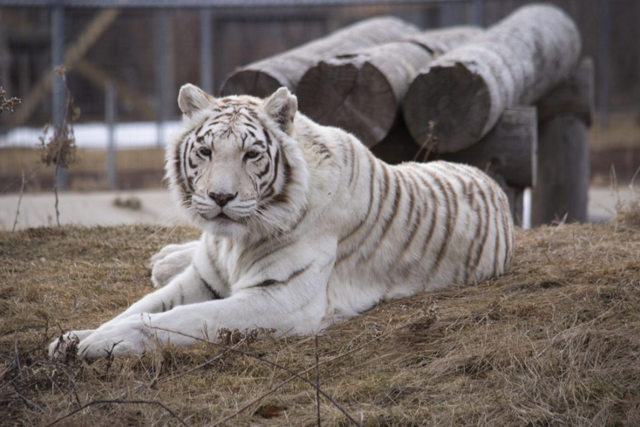 In 2014 Pet Crematorium Farewells Dreamworld’s Mohan White Bengal Tiger
