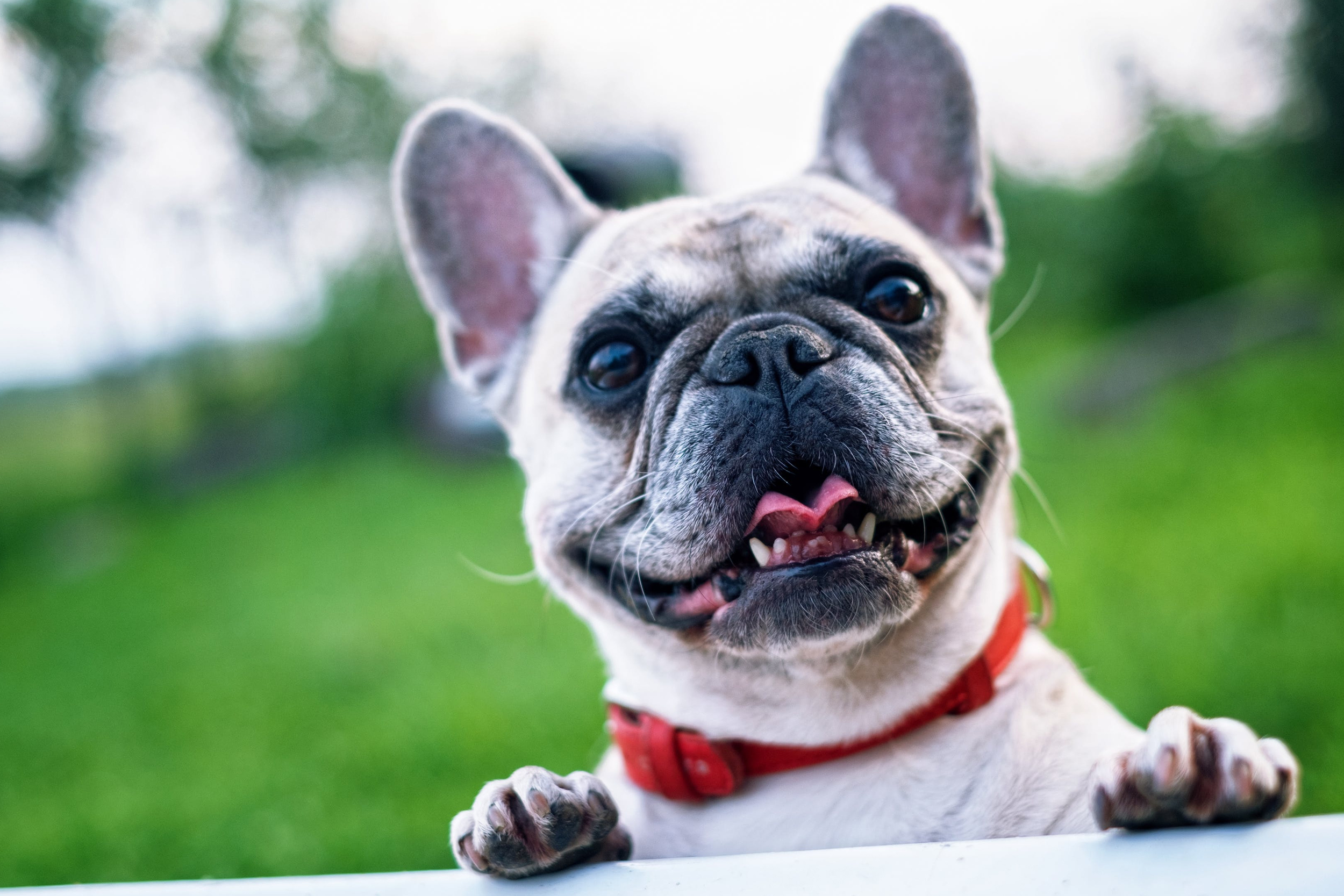 Pets R.I.P – Benefits of Having a Dignified Cremation for Your Pet