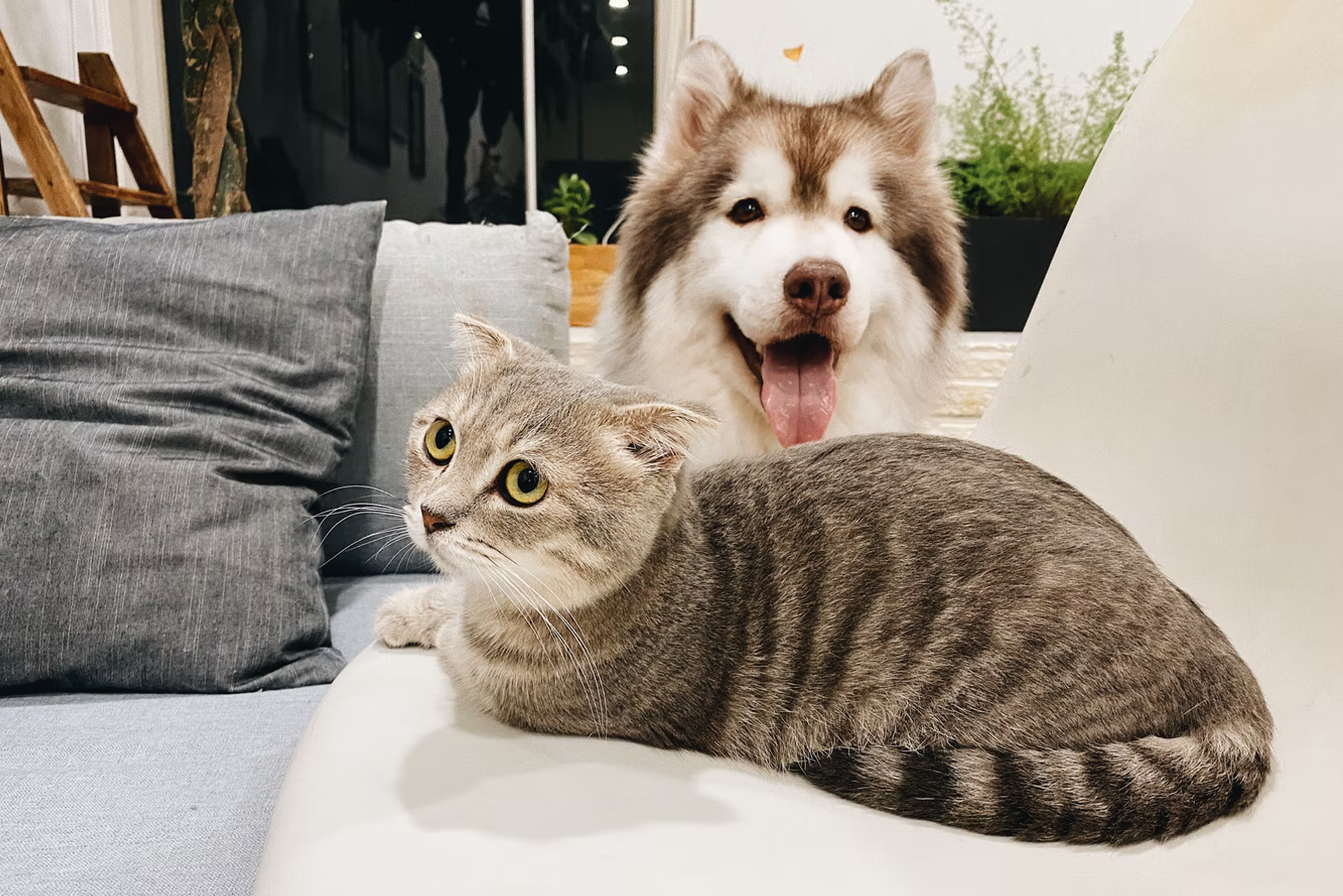 Did you Know? Fun Facts about Your Cat and Dog