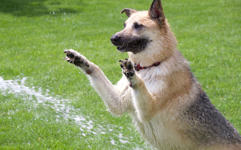 Keeping Your Pet Cool in Summer: Essential Tips from Pets RIP