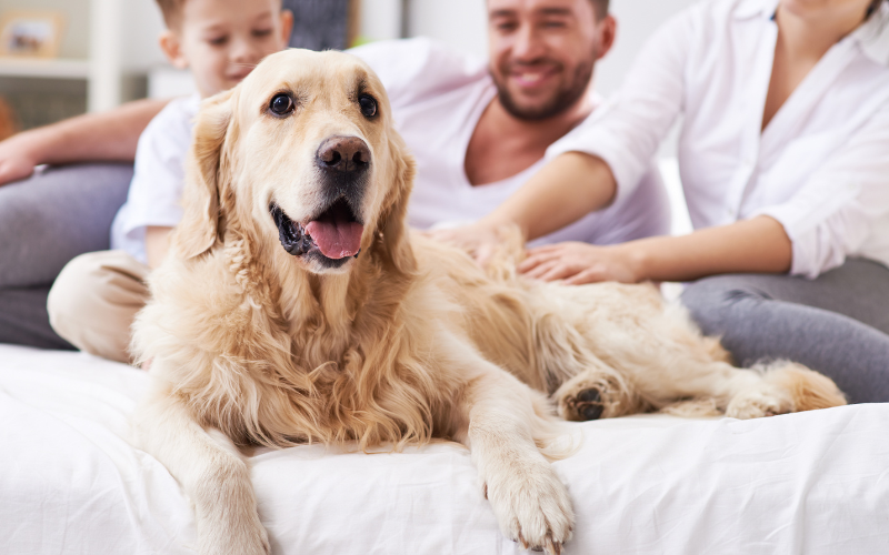 The Evolution of Dogs into Family Members: A Journey Through History