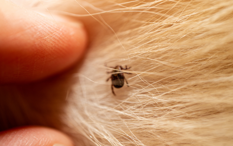 Navigating Tick Season: Key Insights for Pet Owners