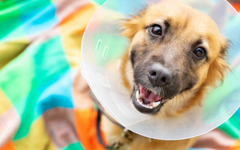 Navigating Recovery: Tips for Supporting Your Dog with a Cone