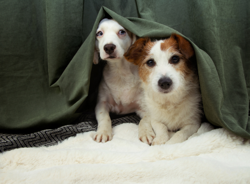 How to Keep Your Dog Calm During a Thunderstorm