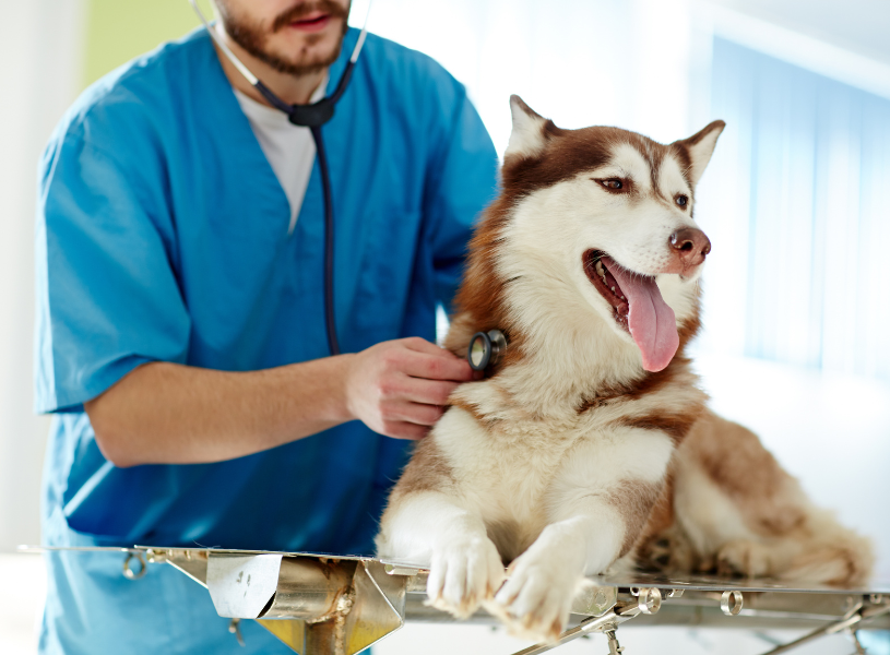 Tips on Keeping Pets Calm When Visiting the Vet