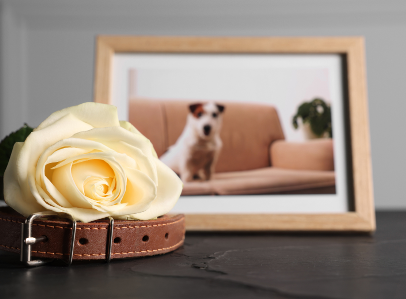 Memorial Ideas to Keep Your Pet’s Memory Alive