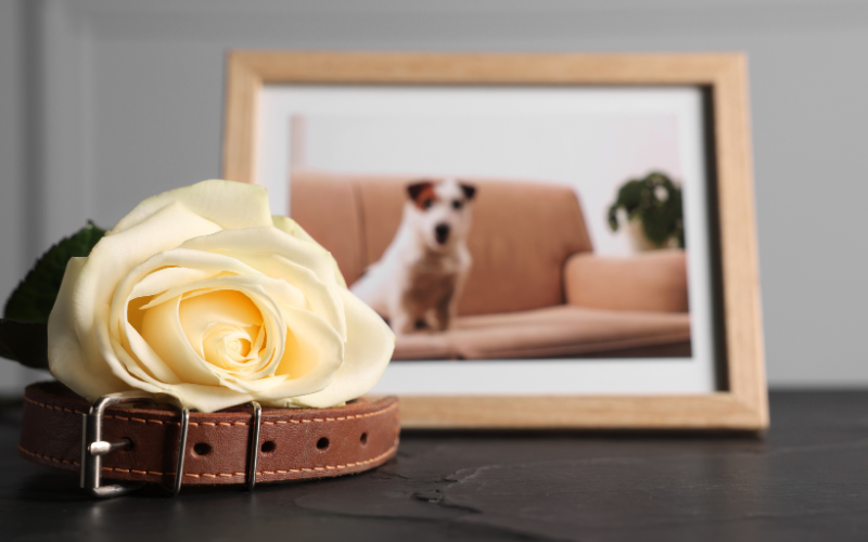 Memorial Ideas to Keep Your Pet’s Memory Alive