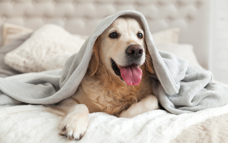 How to Keep Your Dog Calm During a Thunderstorm