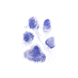 BLUE INK PAW PRINT
