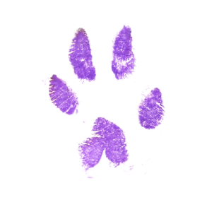 PURPLE INK PAW PRINT