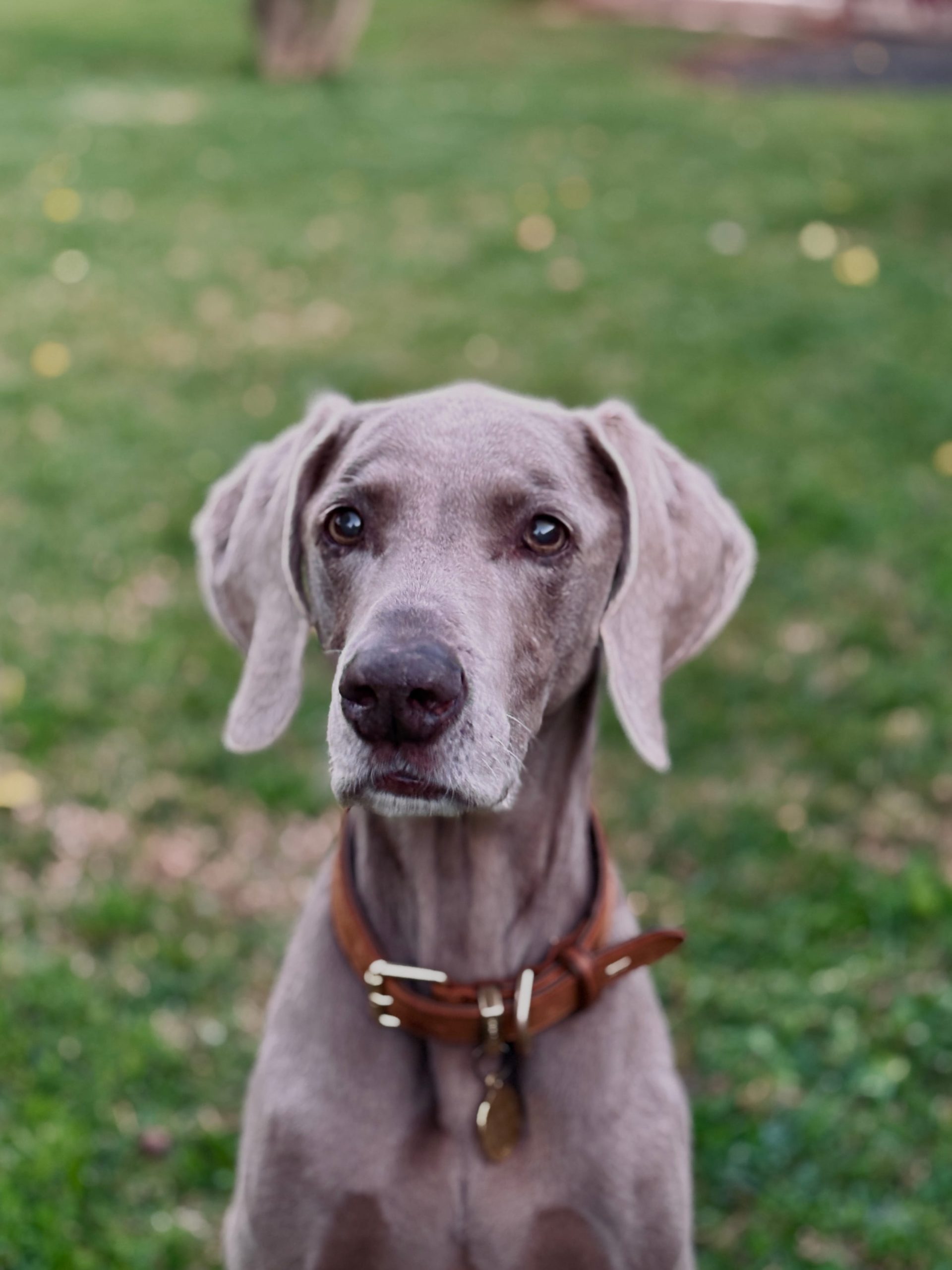 Hugo