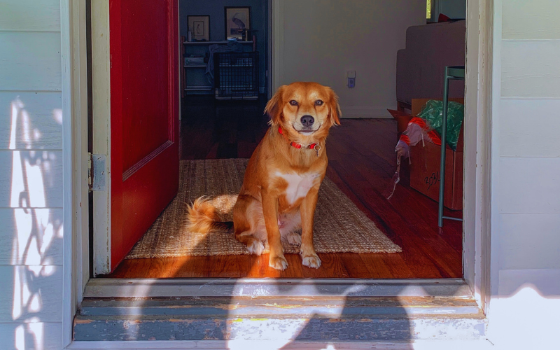 The Little Habits Families Miss Most After Losing A Pet