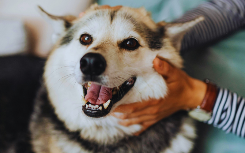 The Comfort Many Families Feel Knowing Their Pet Was Treated With Care